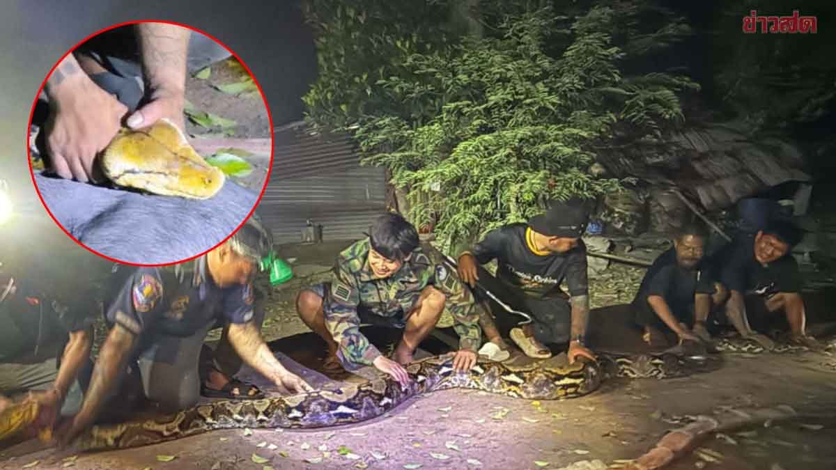 สุดสะพรึง โคตรไอ้เหลือมยักษ์ ยาวกว่า 6 เมตร หนักครึ่งร้อยกิโล รัดแม่หมูป่าลูกอ่อนตาย