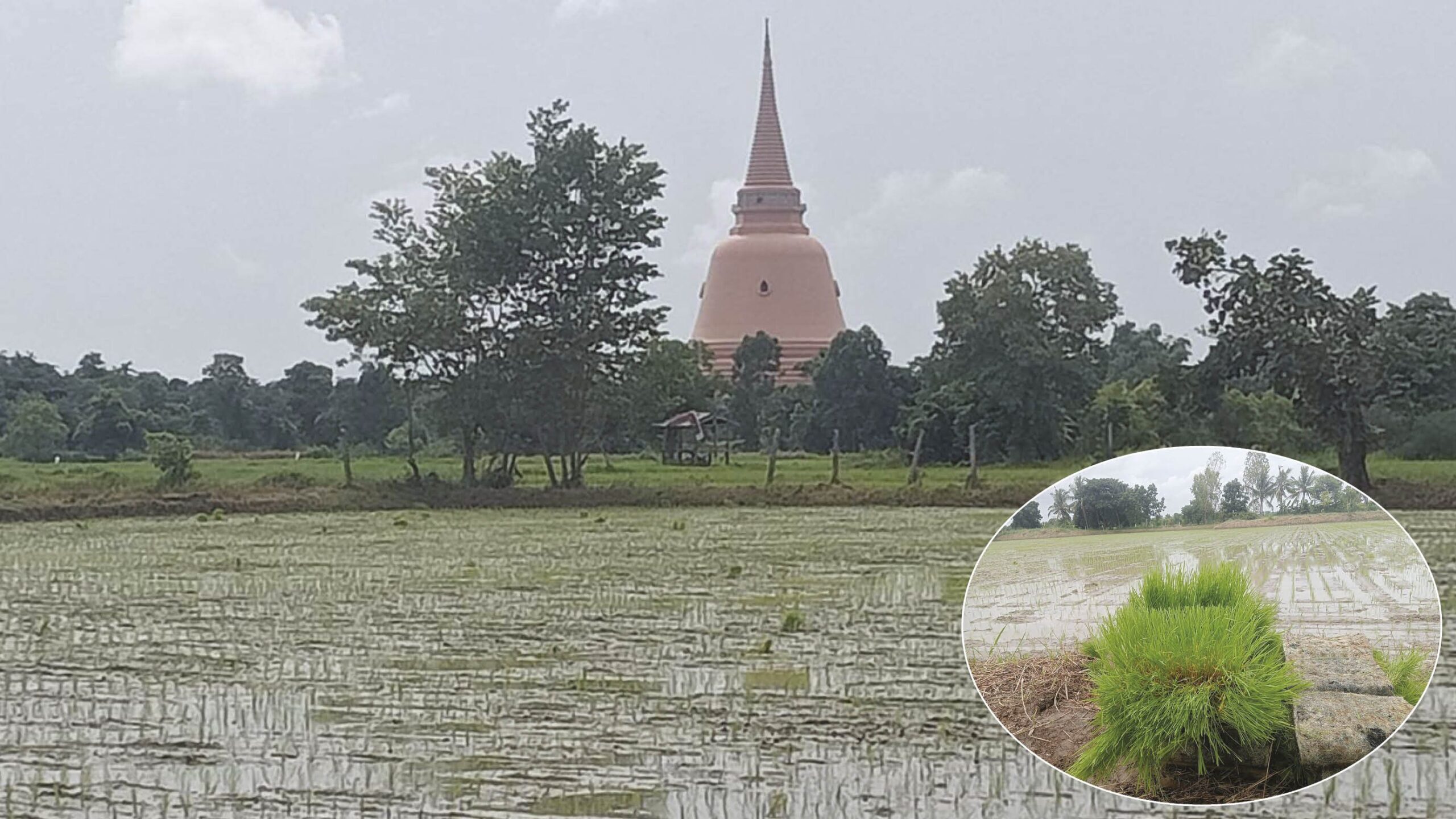 หลาก&หลายเกษตร – รับจ้าง‘เพาะกล้าข้าว’ อาชีพใหม่-รายได้ดีของชาวนา