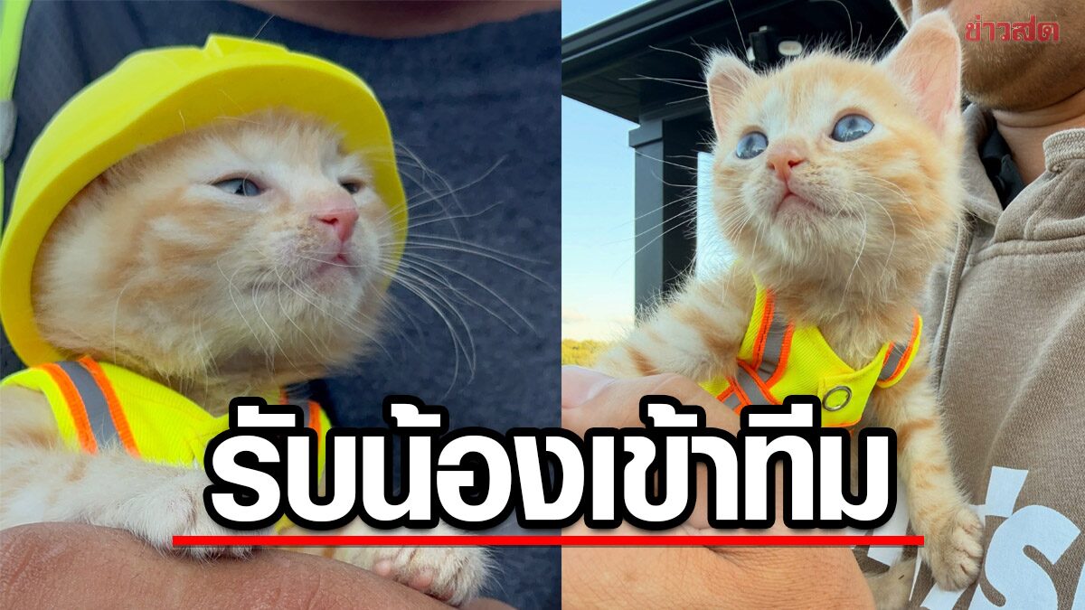 ได้งานแบบไม่ตั้งใจ! ลูกแมวสีส้มรอดจากห้องเครื่องรถขุด สู่สมาชิกทีมก่อสร้าง