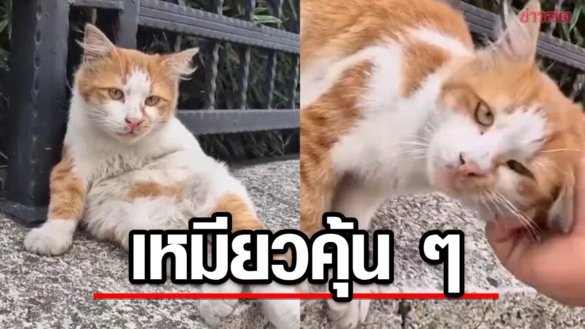 หนุ่มจีนเดินเล่น เจอแมวจรหน้าคุ้น ลองเรียกชื่อถึงกับอึ้ง ที่แท้แมวของแฟนเก่า