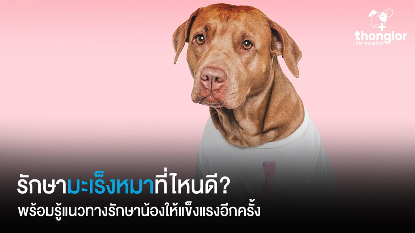 รักษามะเร็งหมาที่ไหนดี? แนะนำโรงพยาบาลสัตว์ พร้อมรู้วิธีรักษา