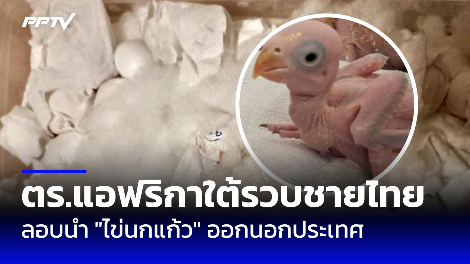 ตร.แอฟริกาใต้รวบชายไทย พยายามลอบนำ "ไข่นกแก้ว" ออกนอกประเทศ